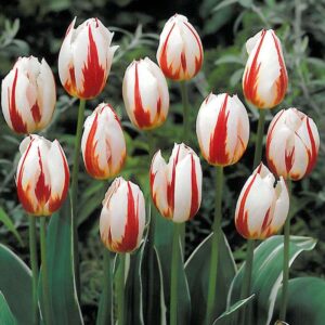 Tulip Happy Generation