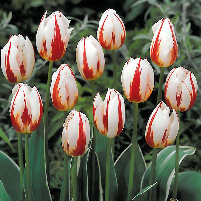 Tulip Happy Generation