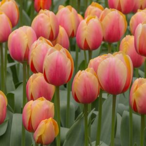 Tulip Marit