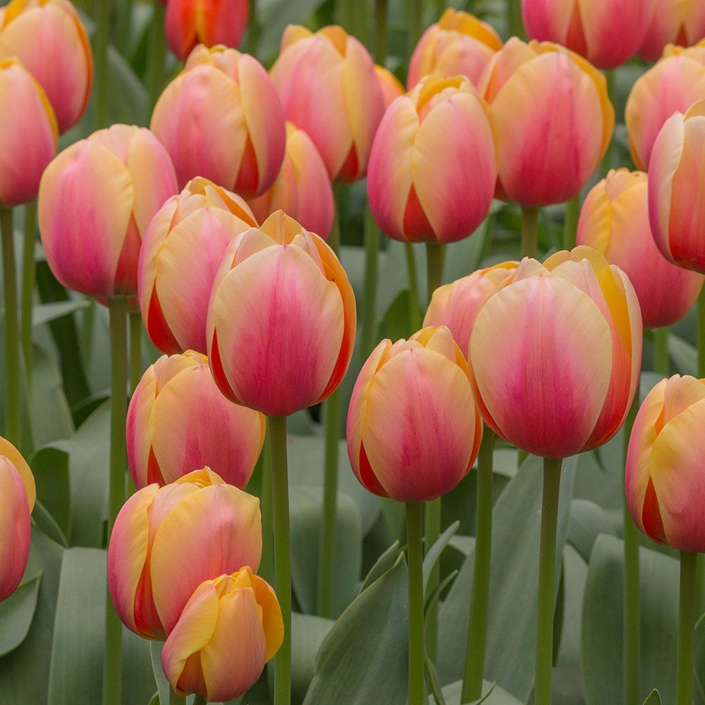 Tulip Marit