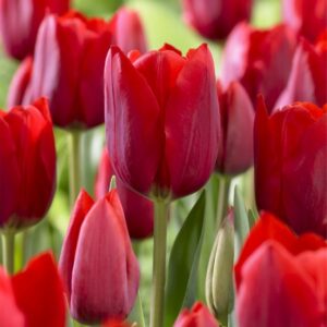 Tulip Pallada
