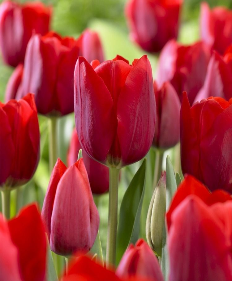 Tulip Pallada