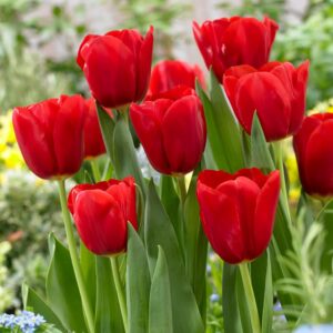 Tulip Parade