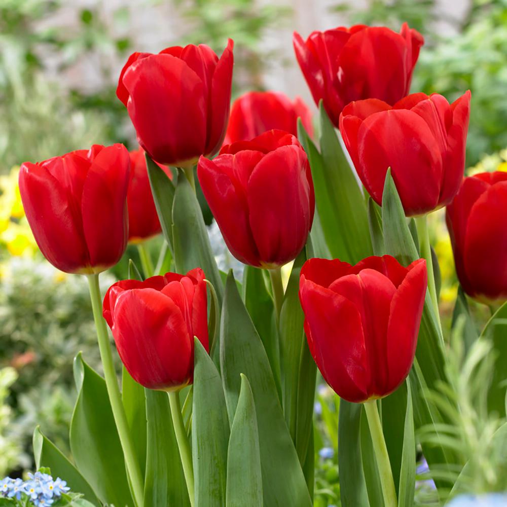 Tulip Parade