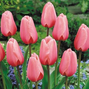 Tulip Pink Impression
