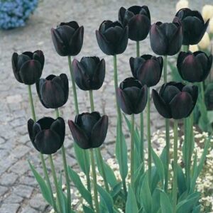 Tulip Queen of the Night