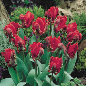Tulip Rocco (Parrot)