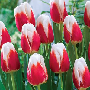 Tulip Roman Empire