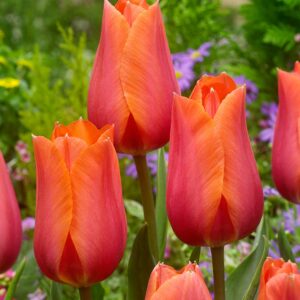 Tulip Temple of Beauty