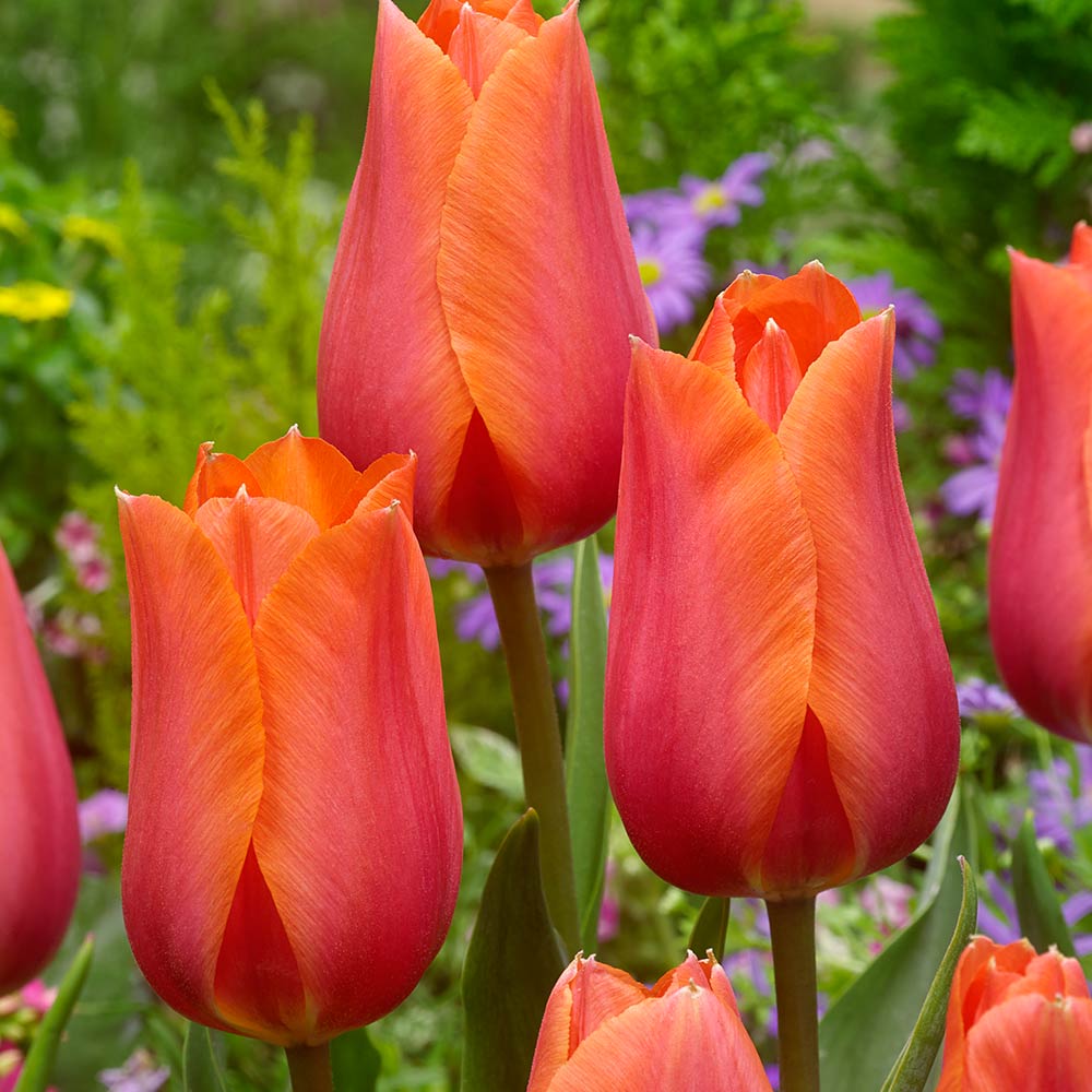 Tulip Temple of Beauty