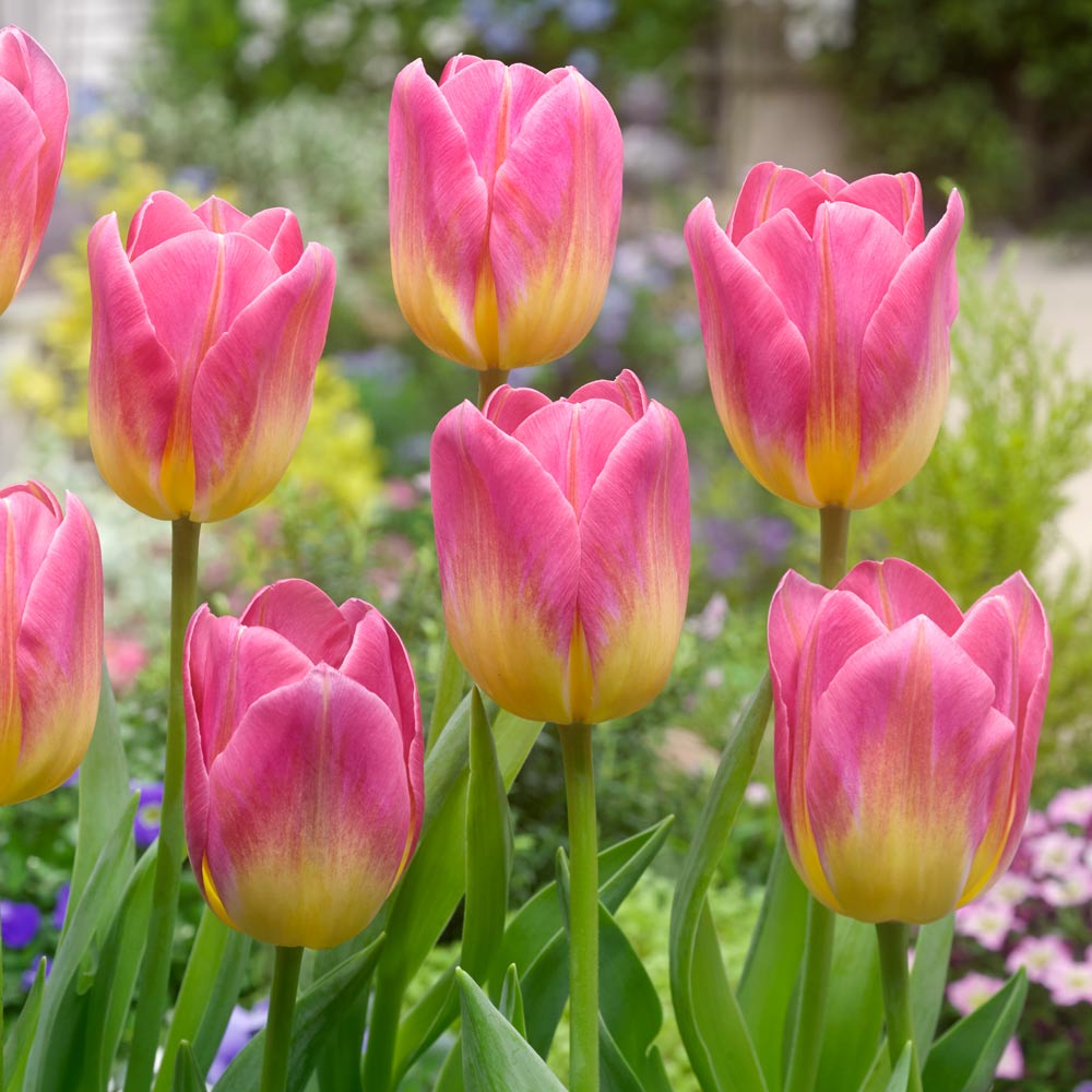 Tulip Tom Pouce