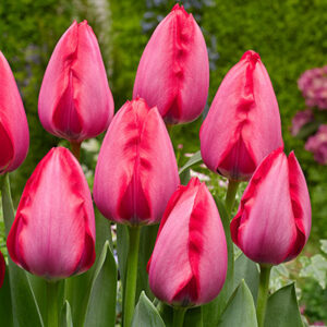 Tulip Trick