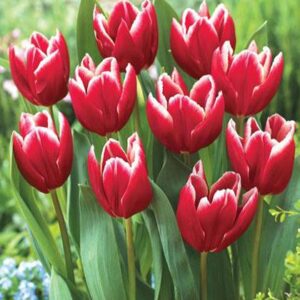 Tulip Vempire