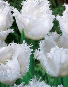 Tulip White Shark